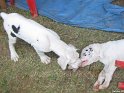 Mannuthy-Thrissur-Dog-Show-2011 (38)